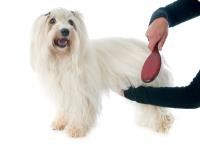 Dog Grooming Kingwood TX image 1